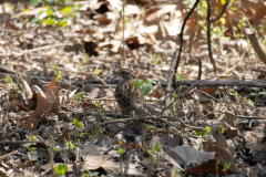 Spring-2025-36 Spring-2025-36