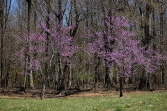 Spring-2025-46 Spring-2025-46