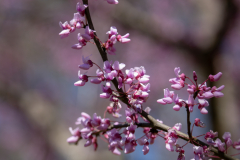 Spring-2025-48 Spring-2025-48