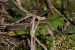 Spring-2025-49 Spring-2025-49