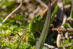 Spring-2025-51 Spring-2025-51