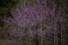 Spring-2025-55 Spring-2025-55