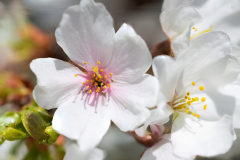 Cherry-Blossom-Stacked-01