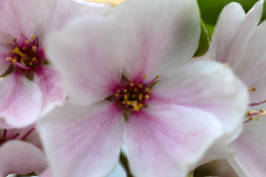 Cherry-Blossom-Stacked-04