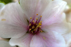 Cherry-Blossom-Stacked-06aa