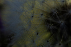 Searching-for-Spring-2026-101