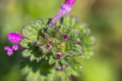 Searching-for-Spring-2026-103