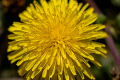 Searching-for-Spring-2026-104