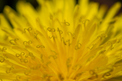 Searching-for-Spring-2026-105