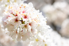 Searching-for-Spring-2026-11