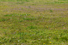 Searching-for-Spring-2026-111