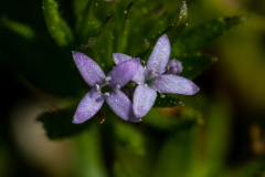 Searching-for-Spring-2026-119