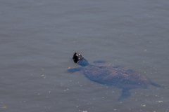 Searching-for-Spring-2026-124