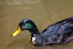 Searching-for-Spring-2026-126