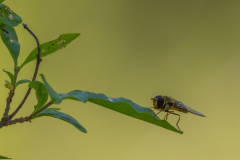 Searching-for-Spring-2026-129