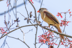 Searching-for-Spring-2026-135