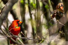 Searching-for-Spring-2026-143