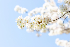 Searching-for-Spring-2026-22