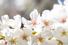 Searching-for-Spring-2026-25