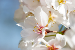 Searching-for-Spring-2026-26