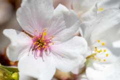 Searching-for-Spring-2026-3