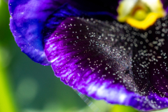 Searching-for-Spring-2026-30