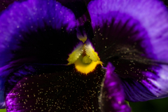 Searching-for-Spring-2026-31