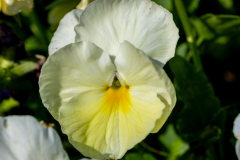 Searching-for-Spring-2026-35