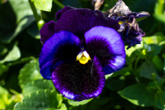 Searching-for-Spring-2026-36