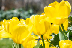 Searching-for-Spring-2026-37