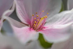 Searching-for-Spring-2026-4