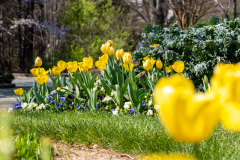 Searching-for-Spring-2026-41