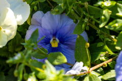 Searching-for-Spring-2026-48