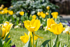 Searching-for-Spring-2026-49