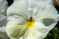 Searching-for-Spring-2026-53