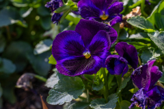 Searching-for-Spring-2026-55