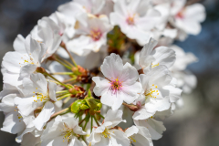 Searching-for-Spring-2026-6