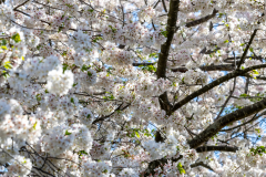 Searching-for-Spring-2026-63