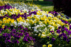 Searching-for-Spring-2026-65