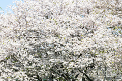 Searching-for-Spring-2026-76