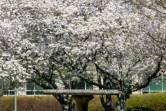 Searching-for-Spring-2026-81