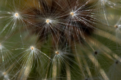 Searching-for-Spring-2026-87