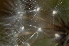 Searching-for-Spring-2026-89