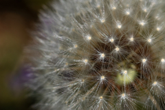 Searching-for-Spring-2026-97