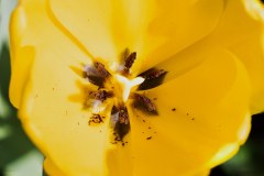 Tulip-Stacked