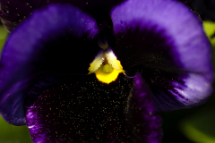 Violet-Stacked-01