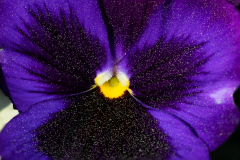 Violet-Stacked-02