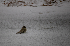 Alexander-Park-Snow-029