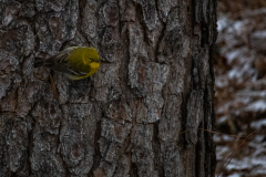 Alexander-Park-Snow-031