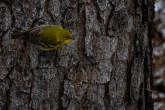 Alexander-Park-Snow-032